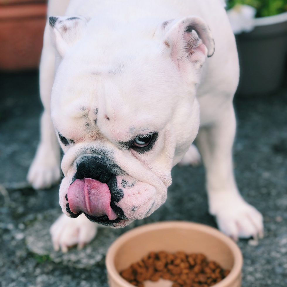 Charlie enjoying his Hill's Dog food